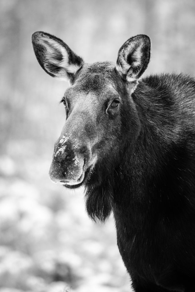 A close-up portrait of a cow moose, with a little snow on her nose.