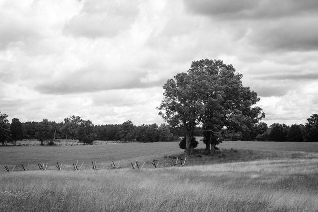 A tree next to a split-rail fence on Manassas National Battlefield in Virginia.