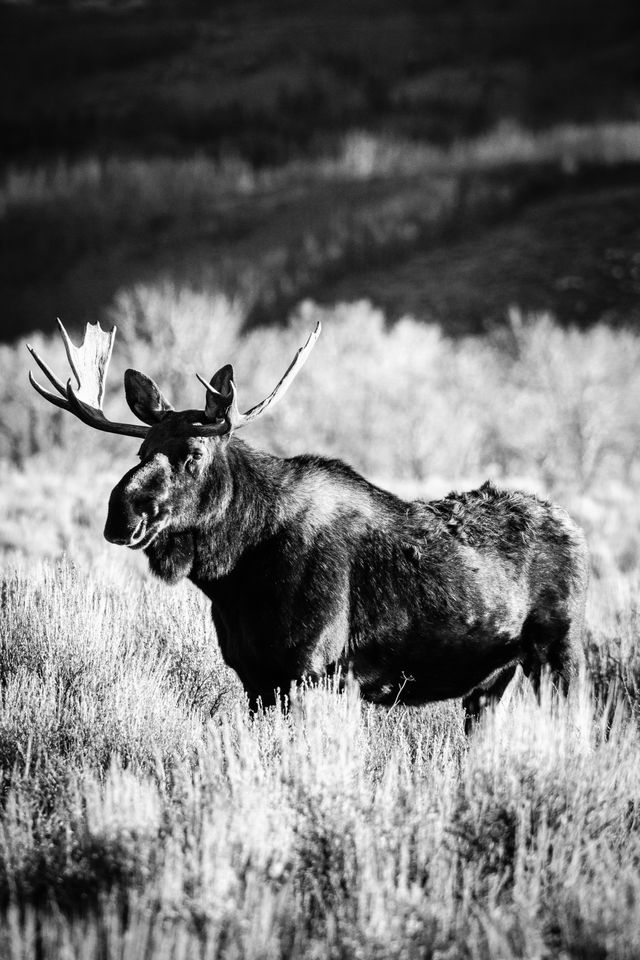 A bull moose standing in sagebrush, seen from his left side, and lit by the rising sun.