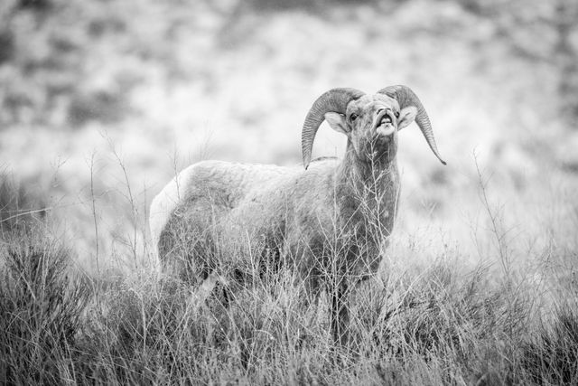 A young bighorn ram standing in brush, looking towards the camera while displaying the flehmen response, with his upper lip raised, baring his teeth.