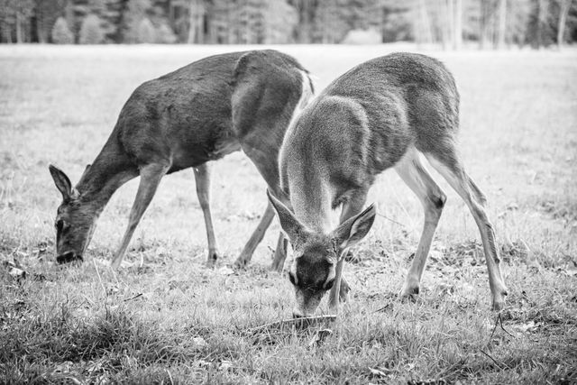 Two deer foraging near Yosemite Village.