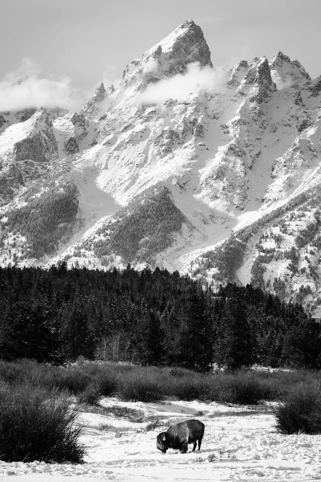 A lone bison digging through the snow on a field, with Grand Teton in the background.