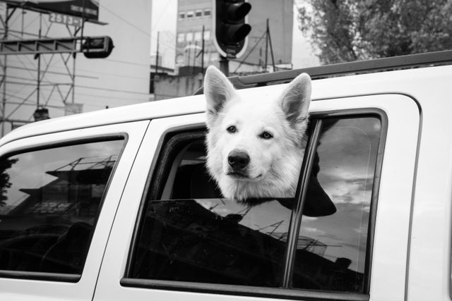 A good dog popping his head out of a car stopped at a traffic light in Mexico City.