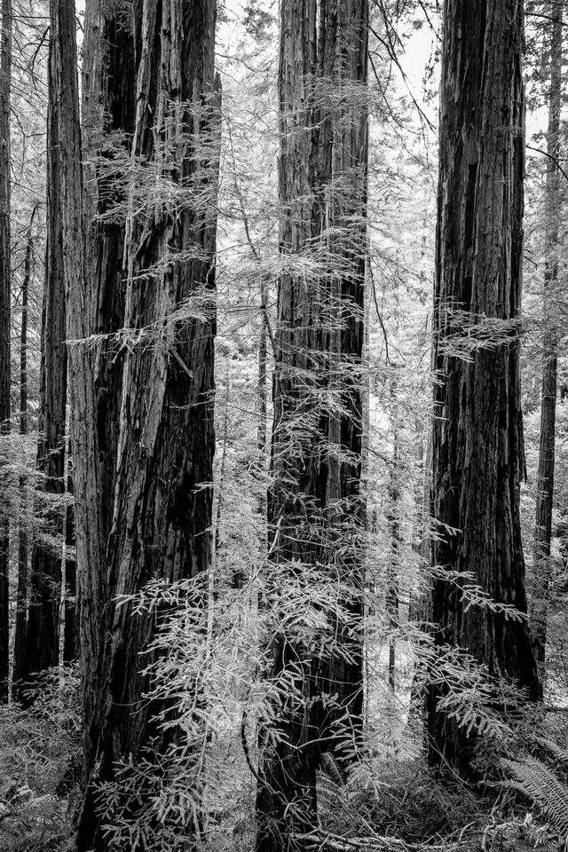 A group of trees and ferns in the thick woods of Muir Woods National Monument.