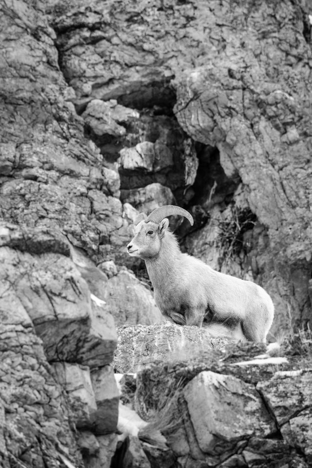 A bighorn sheep standing at the top of a rock at the National Elk Refuge.