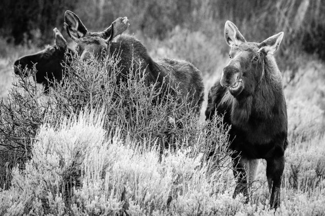 Three bull moose eating from a bush. The one in the background is looking away, the one in the middle is looking over the bush towards the camera, and the one on the right is mid-chew, teeth visible.