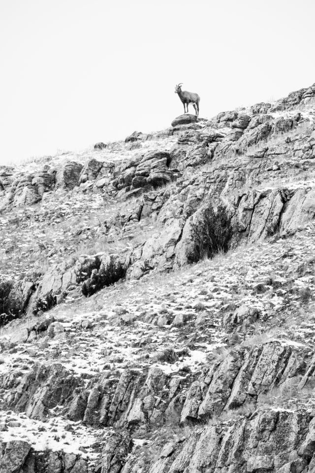 A bighorn ewe standing on a rock at the very top of a rocky, snow-covered cliff.