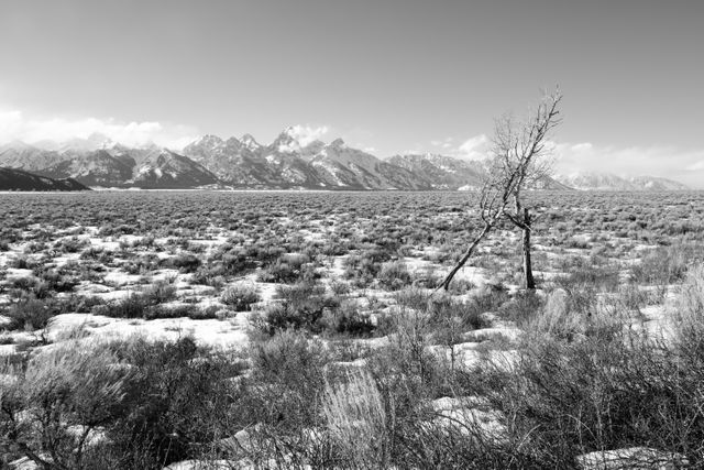 The Teton range, seen behind two trees at Antelope Flats.