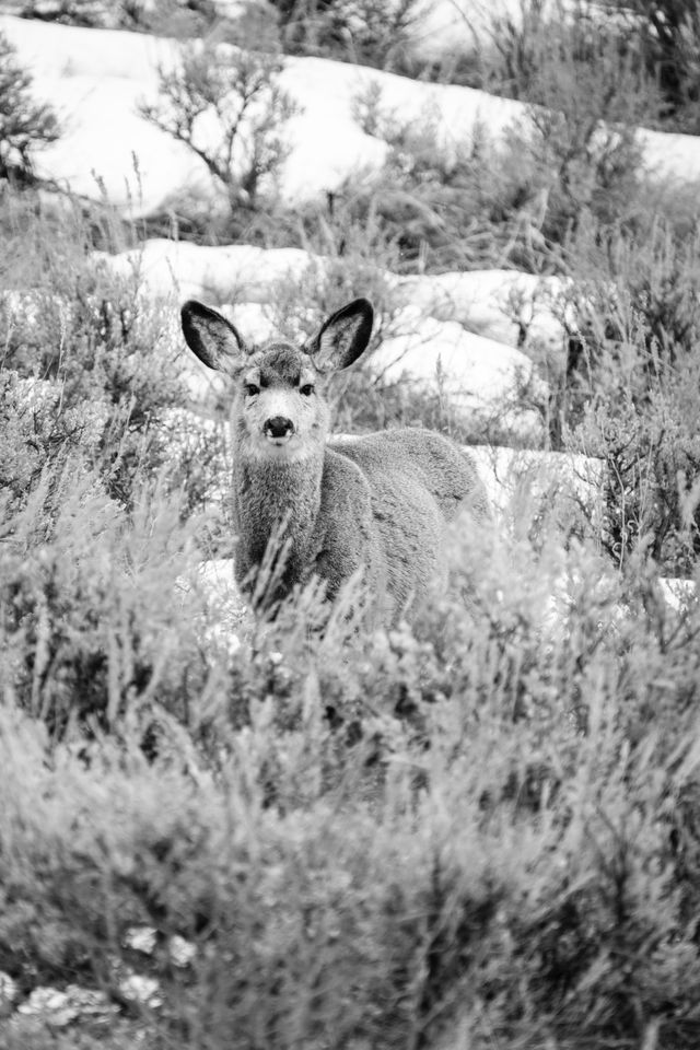 A young mule deer one a hill near the Gros Ventre river, staring at the camera.