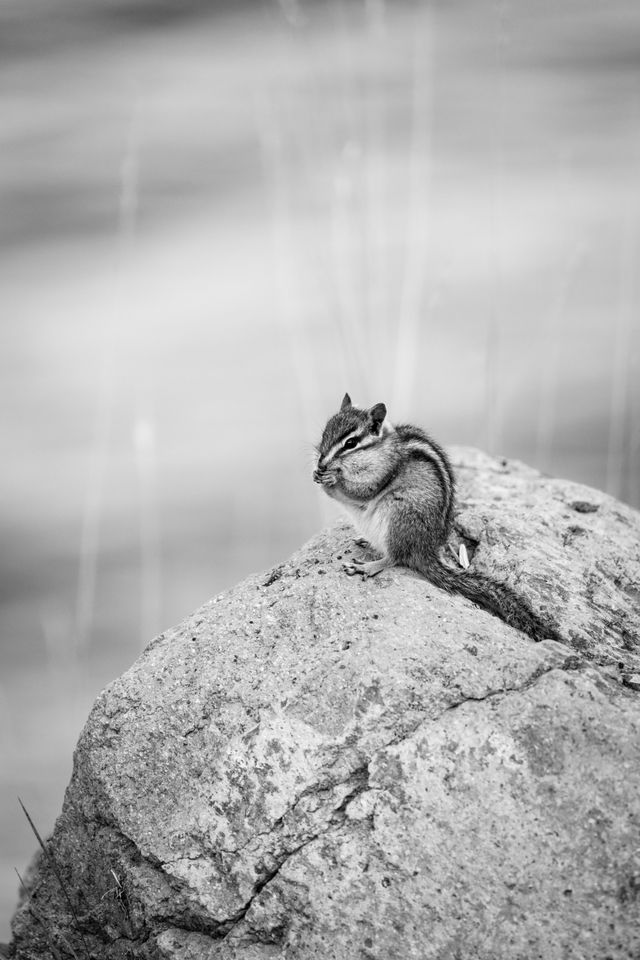 A little chipmunk, eating on a rock by Jackson Lake.