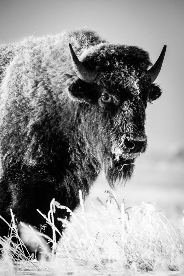 A portrait of a frost-covered bison, standing in a snow-covered field.