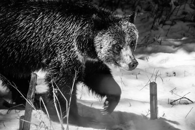 A grizzly bear walking out of the woods.