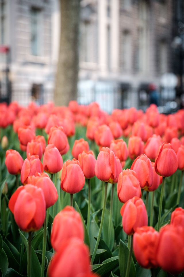 Red tulips at Bowling Green, New York.