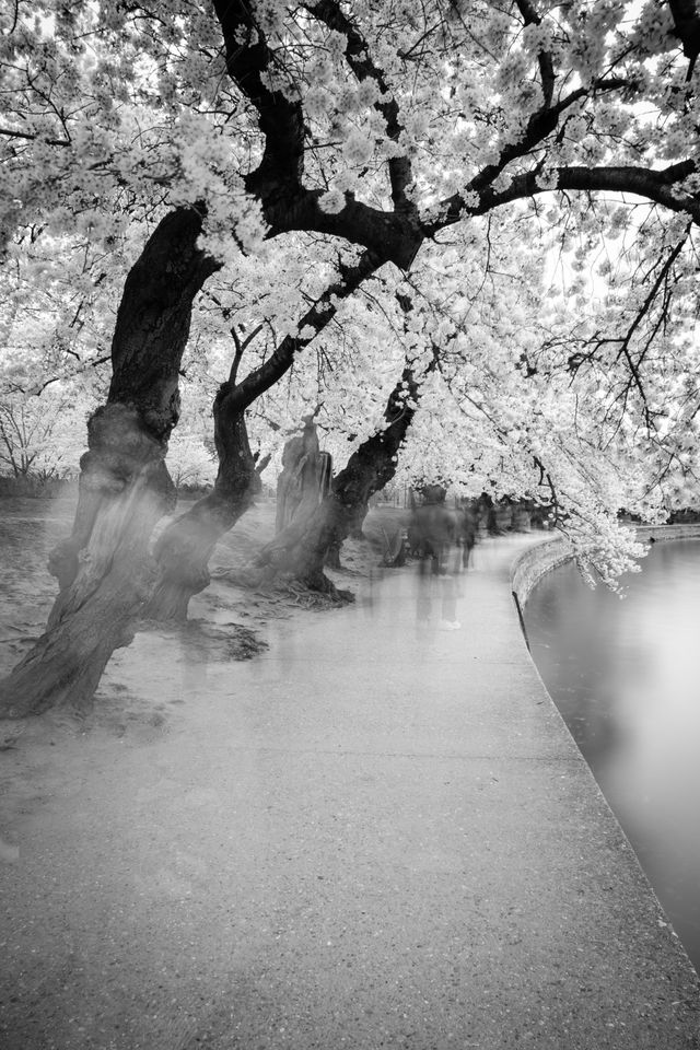 People walking under the cherry blossoms at the Tidal Basin.