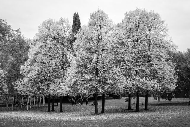 Trees in Hyde Park, London.