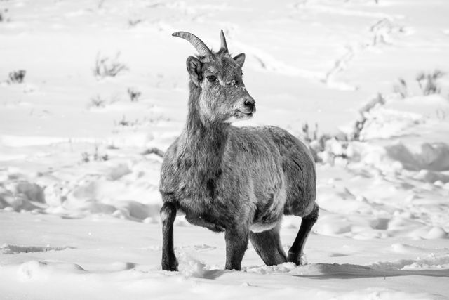 A bighorn ewe walking on a snow-covered hill with sagebrush, looking away from the camera.  She has a little bit of snow on her face.