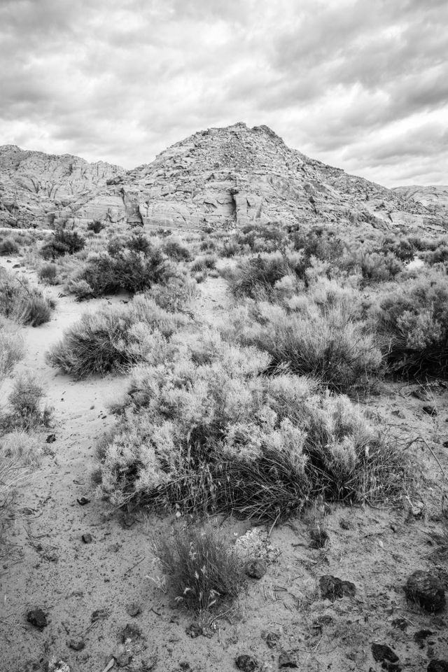 Desert grasses and sagebrush in Snow Canyon, with some buttes in the background, under cloudy skies.