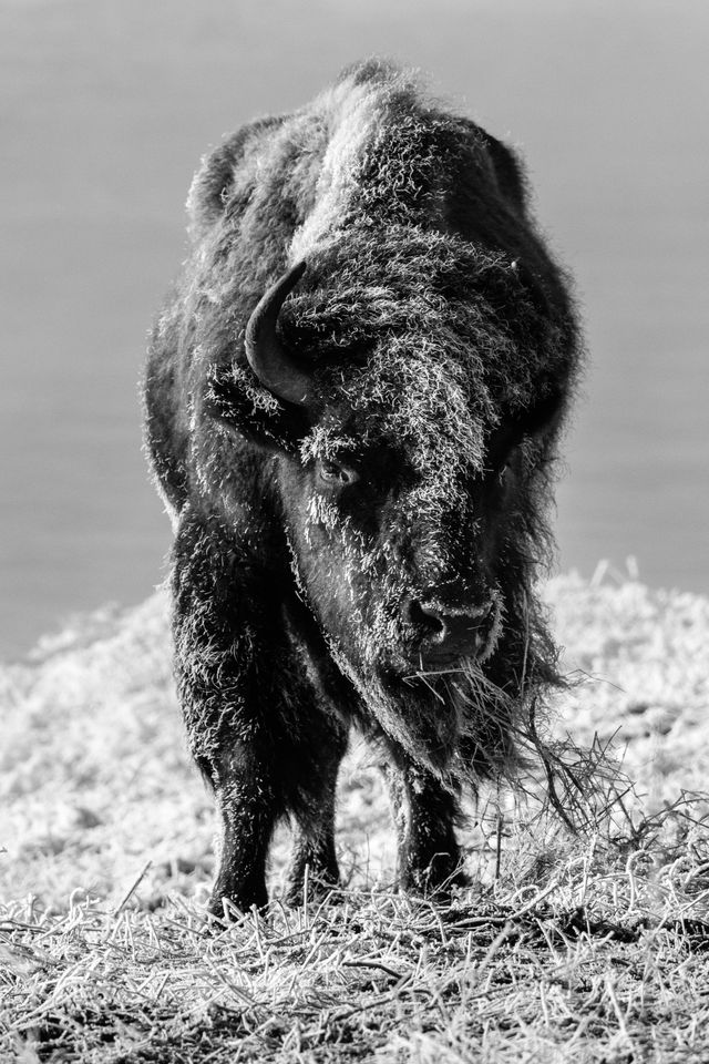 Head-on view of a frost-covered bison eating some brush at the Kelly Warm Spring.