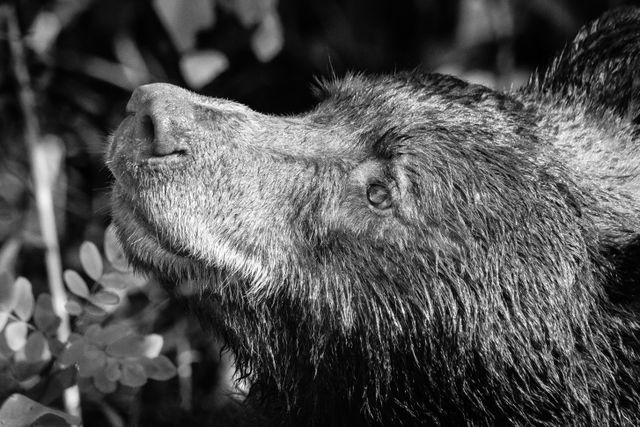 A side profile close-up photo of a very wet black bear.