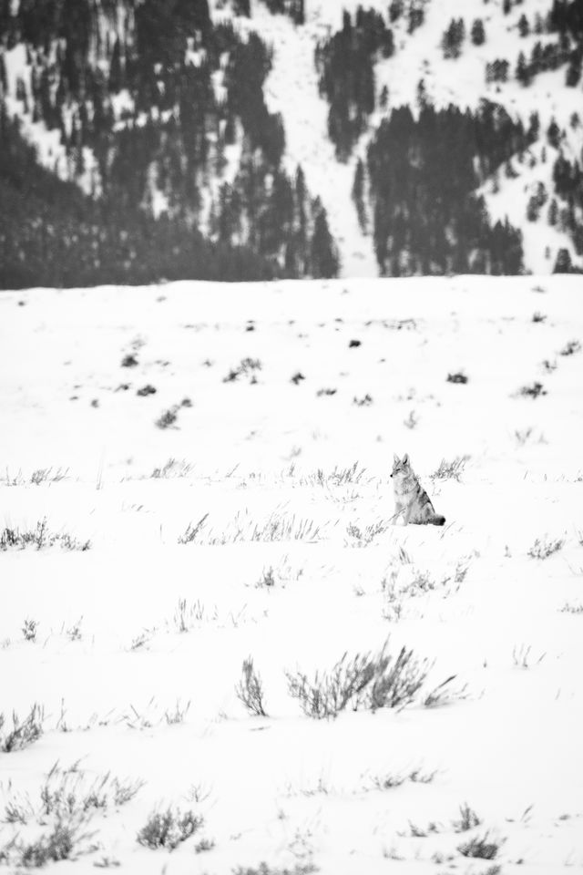 A coyote sitting in the snow-covered flats near the Gros Ventre river.