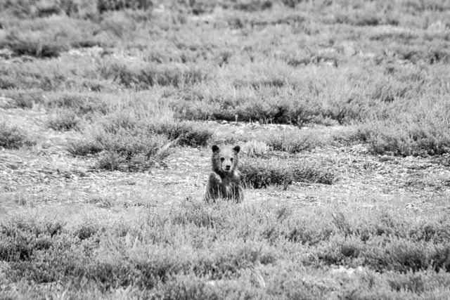 A grizzly bear cub sitting behind some sage brush.