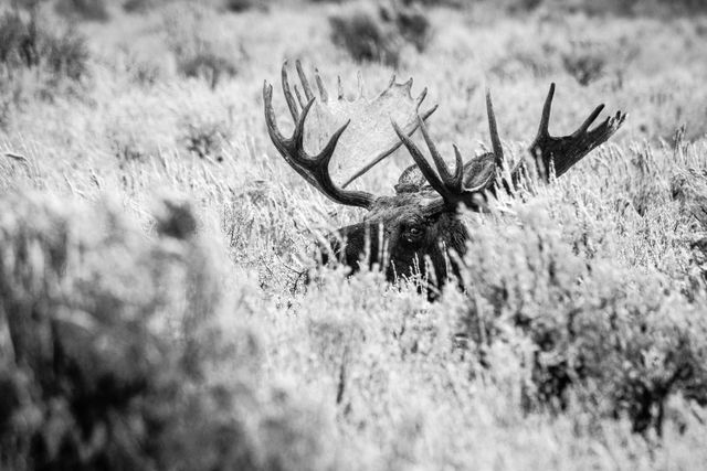 A bull moose with large antlers lying down in snow-covered sagebrush, looking towards the camera.