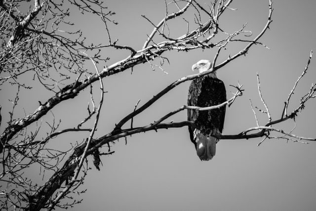 A bald eagle perched on the bare branches of a tree.