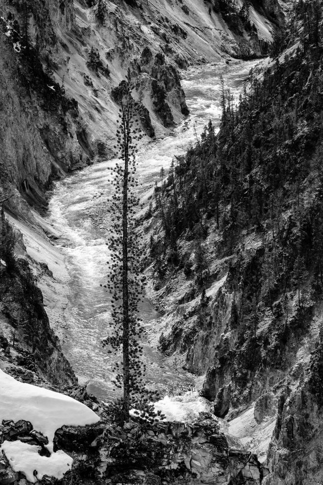 A tall tree growing out of a rocky outcropping of the Grand Canyon of the Yellowstone. The Yellowstone river is seen in the background.