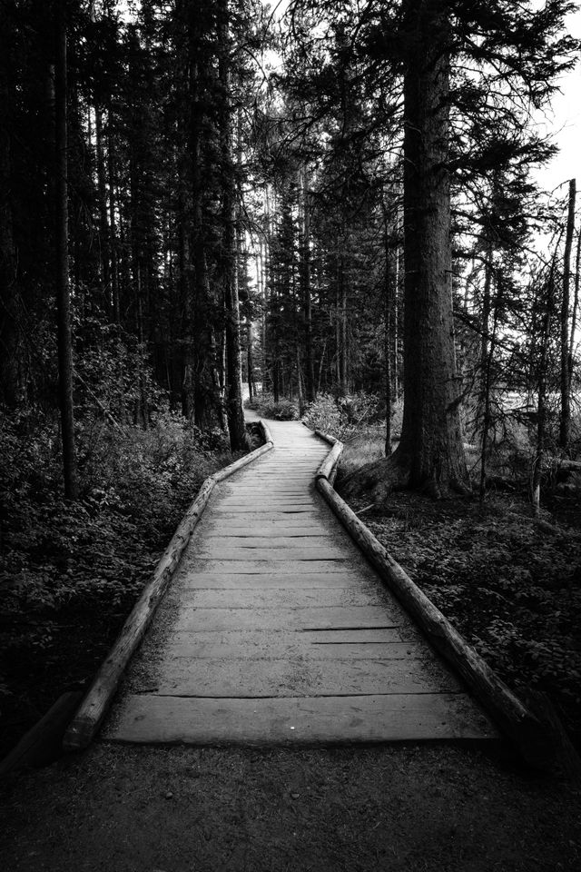 A wooden bridge zigzagging through the woods along the Leigh Lake Trail.