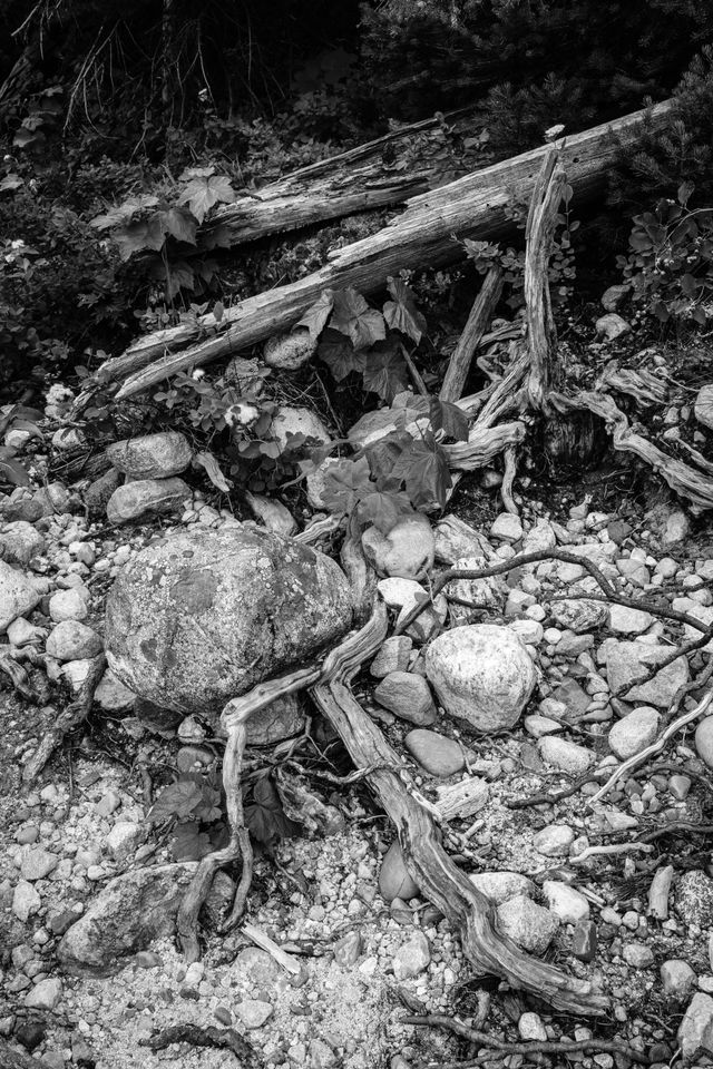 Driftwood and rocks on the shore of Jenny Lake.