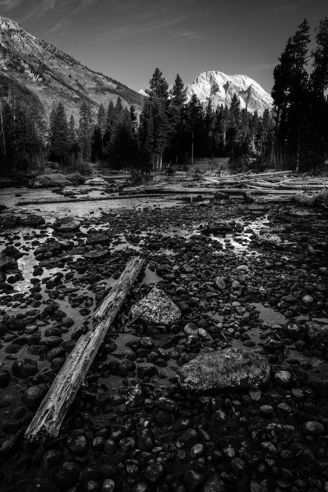 A fallen log on rocks in the outlet of String Lake. In the background, Mount Moran can be seen behind a line of trees.