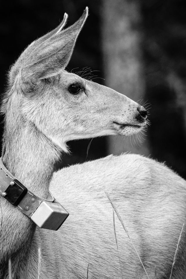 A side close-up of a doe wearing a tracking collar.