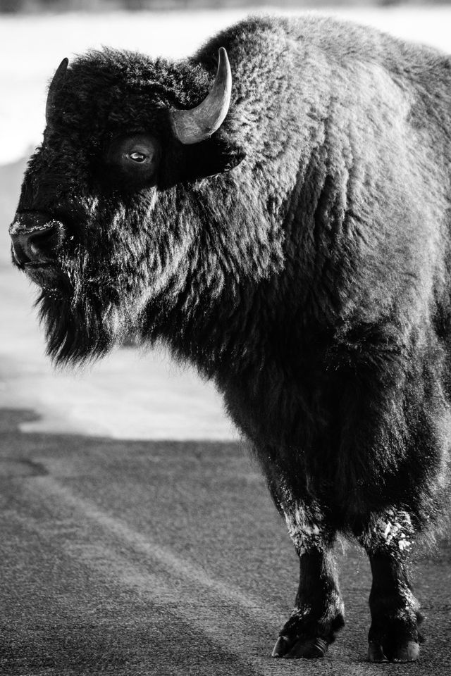 A bison standing in the middle of the road, giving just a little bit of a side-eye.