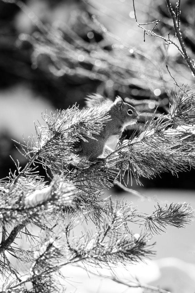 A squirrel standing on a branch of a pine tree on the trail leading towards Taggart Lake.