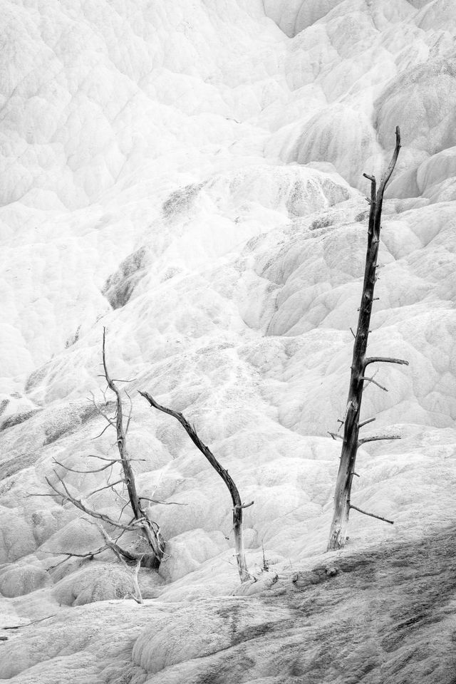 Three dead, calcified trees sticking out of the Mammoth Hot Spring terrace.