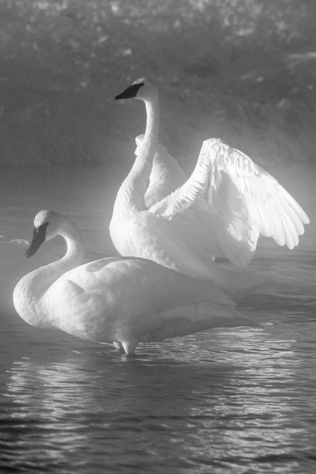 A trumpeter swan flapping its wings at the Kelly Warm Spring, behind another one.