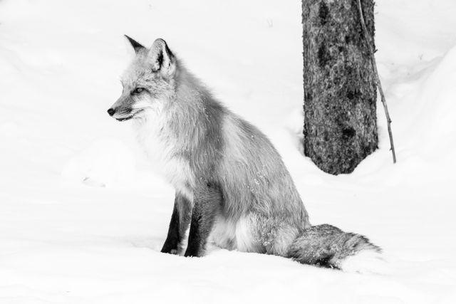 A red fox sitting on the snow on the side of the road, looking towards the side.