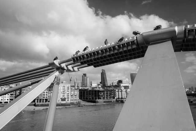 Pigeons resting on the cables of the Millennium Bridge in London.