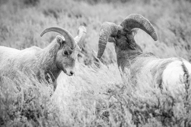 Two bighorn rams clashing. The one on the left is younger, with smaller horns. The on the right is seen from the back, with much bigger horns and his head raised.