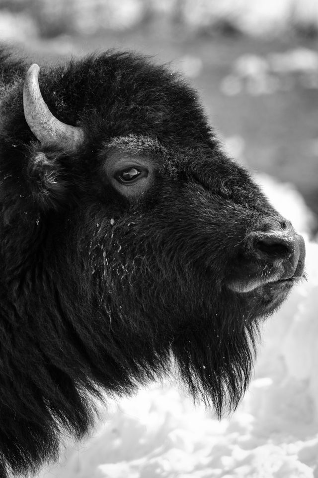 A side close-up of a bison crossing the road near the Kelly Warm Spring.