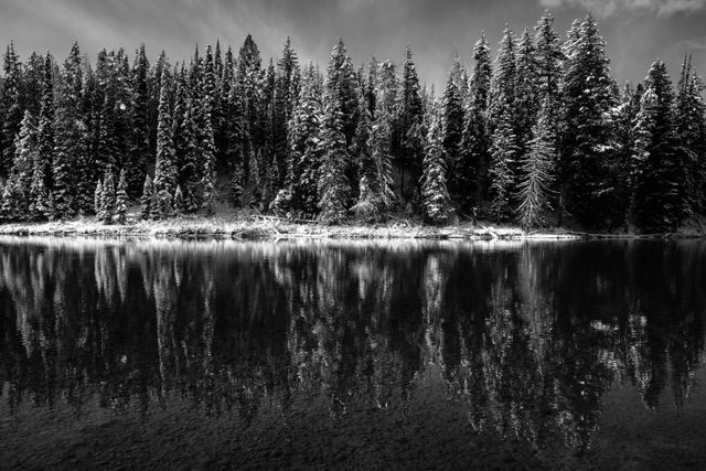 Snow-covered pine trees reflected off the surface of the Snake River at Pacific Creek Landing.