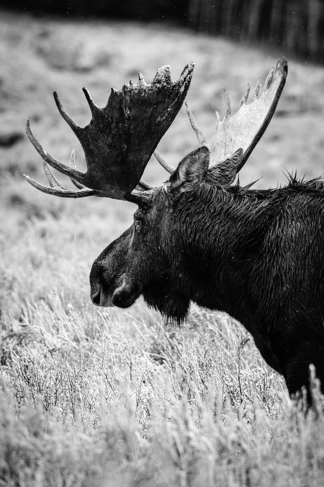 A bull moose with large antlers and wet fur, standing in sagebrush, looking towards the side.