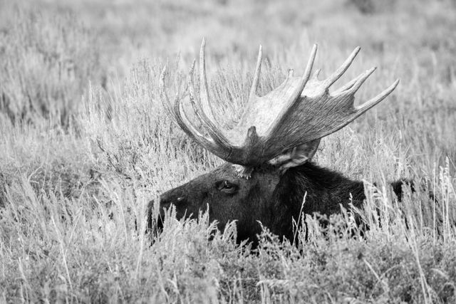 A bull moose resting in the brush of Antelope Flats, in Grand Teton National Park.