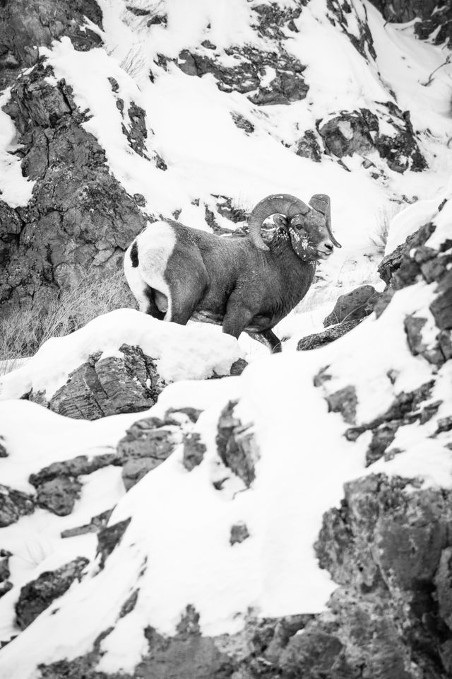 A bighorn sheep ram standing on a snow covered ridge at the National Elk Refuge.