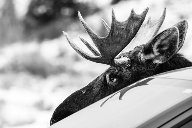 A close-up of a bull moose standing next to a car; only the top of his nose, his eyes, and his antlers are visible next to the car's windshield. His antlers are reflected on the glass; he's looking away.