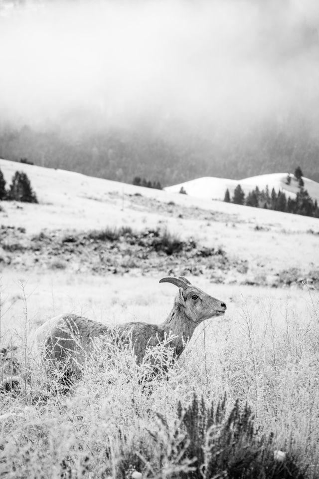 A bighorn ewe standing in hoarfrost-covered brush, looking towards the right side of the frame. In the background, snow-covered hills, and further back, a forest shrouded in fog.