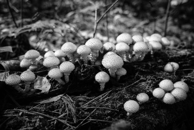 A bunch of small, spiky mushrooms growing on a fallen log in the woods.