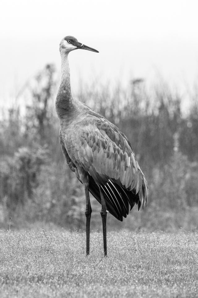 A sandhill crane standing near Glen Lake, looking towards its left.