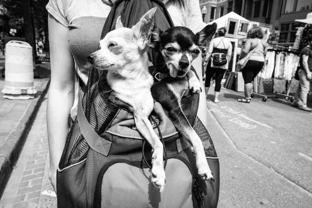 Two doggos hanging out in a woman's backpack.