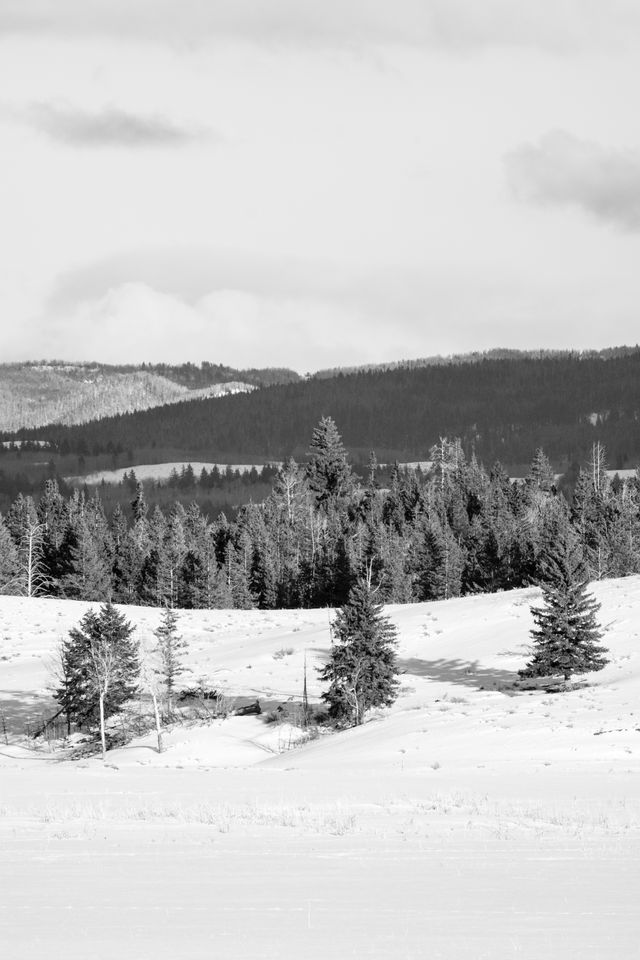 Three trees in the snow at Elk Ranch Flats.